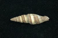 藏品(山蝸牛)的圖片